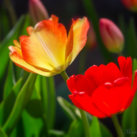 Про весну и тюльпаны